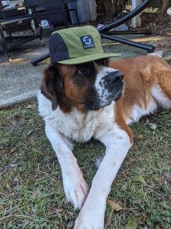 Even Dogs Like the Camp Hat Even Dogs Like the Camp Hat